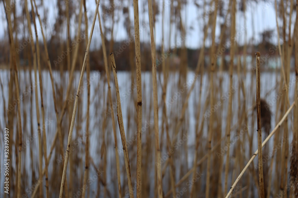Background of dried vegetation and lake. A lot of yellow dried vegetation and the river behind it Background of dried vegetation and lake. A lot of yellow dried vegetation and the river behind it