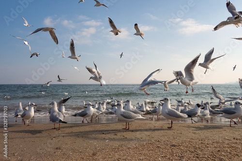 Seagulls and pigeons on the seashore on the beach on a sunny spring day. © Виктор Кеталь
