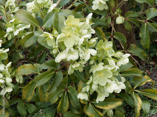 Helleborus argutifolius - Korsische Nieswurz mit stark gezännt, dunkelgrünen dekorativen Blättern und becherförmige blass grüne oder weiss grünlich Blüten im späten Winter photo