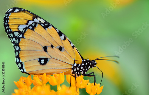 Close-up of a bright tropical butterfly, danaus chrysippus, sitting on yellow flowers against a green background photo