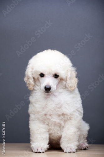 image of dog dark background 