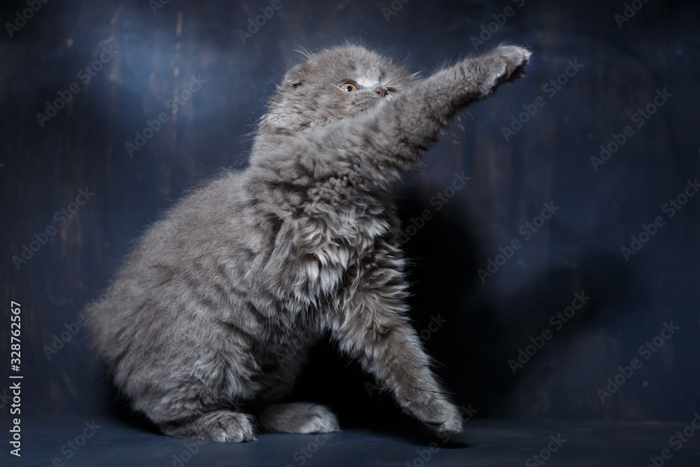 Obraz premium Gray little cat of breed Scottish fold plays on a gray background