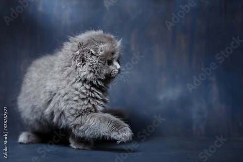 Gray little cat of breed Scottish fold plays on a gray background