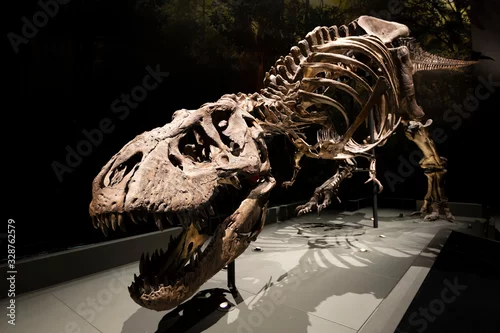 Fototapeta na wymiar old dinosaur skeleton in museum