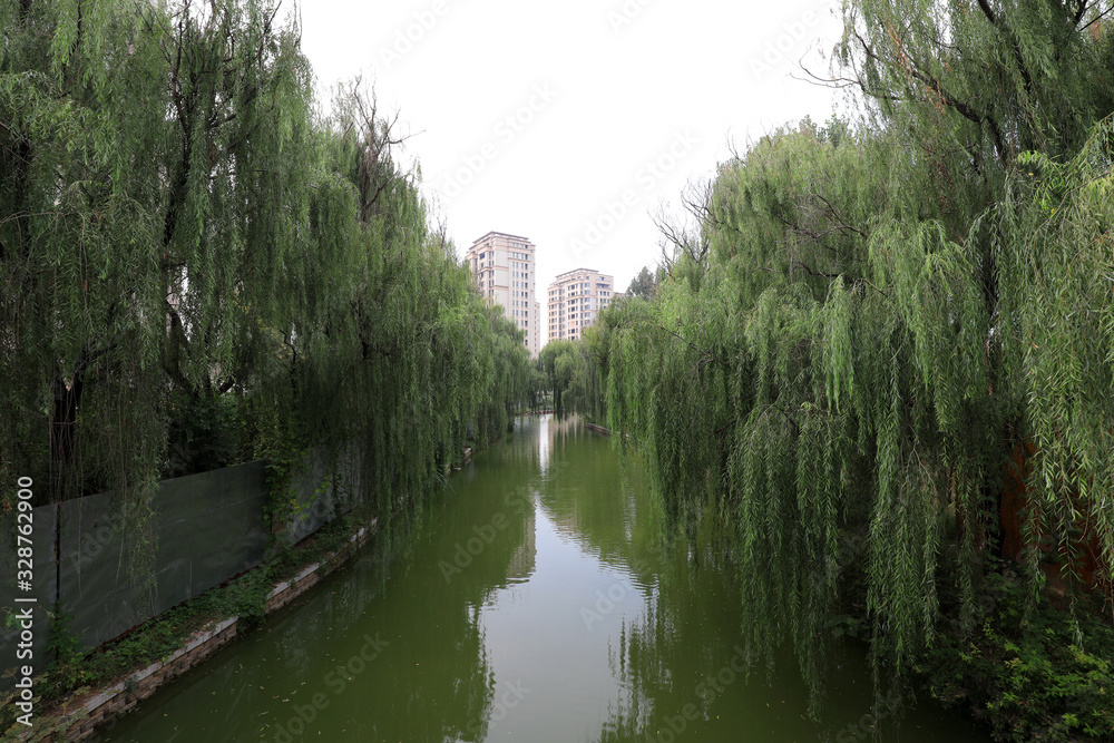 Trees by the river in a park