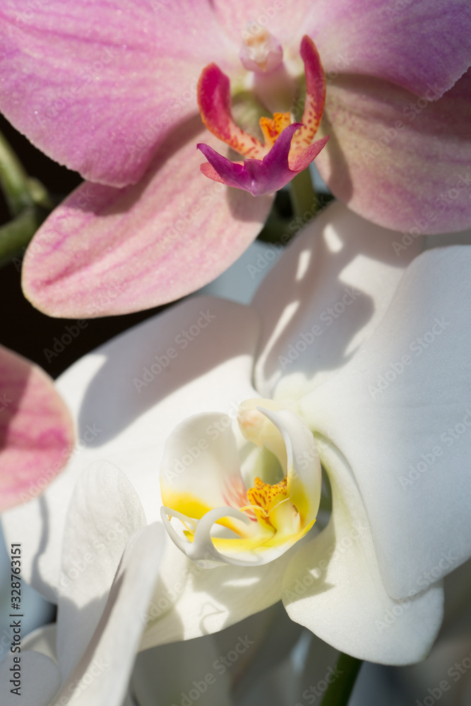 Obraz premium Orchid flowers white and pink