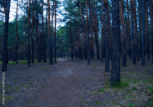 View of the pine evening forest in spring