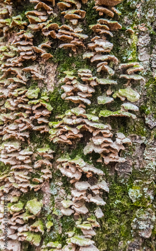 Lichens, moss and mushrooms on a rotten tree