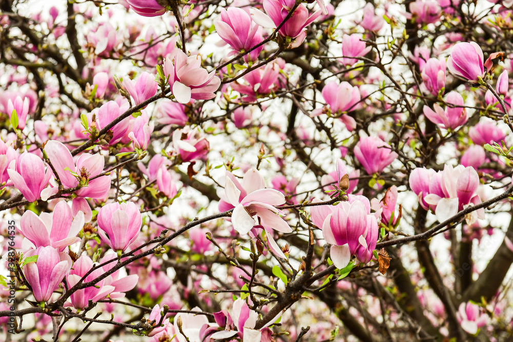 floral magnolia background. spring magnolia tree with many pink flowers. concept Women's Day 8 March Mother's Day congratulations background for a greeting or postcard. selective focus
