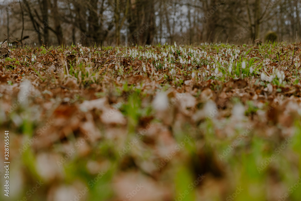 growing snowdrops in spring in park
