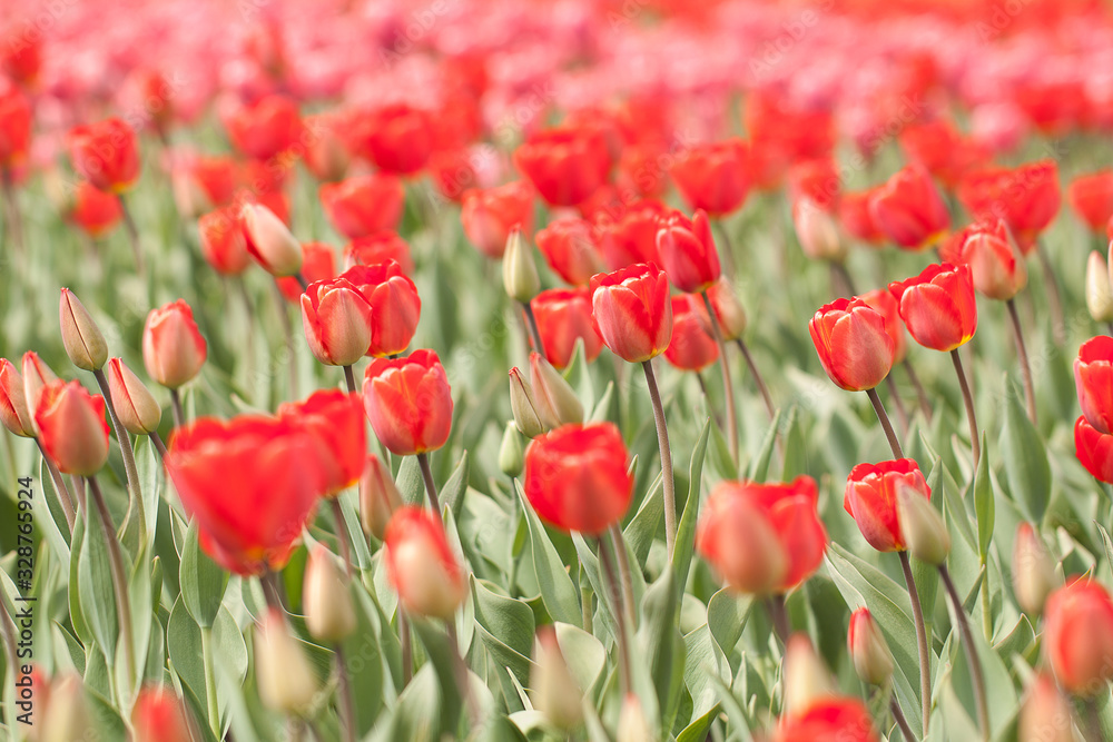 Fototapeta premium blooming red tulips decorating a garden or park