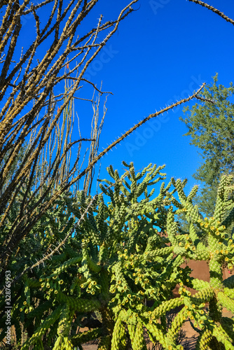 Cactus. Cane Chola Cylindropuntia spinosior on a background of blue sky. Arizona, USA photo