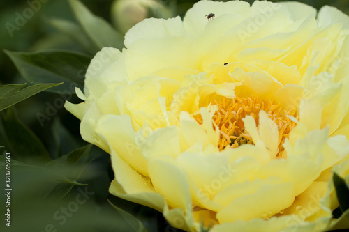 wonderful yellow peony with delicate petals
