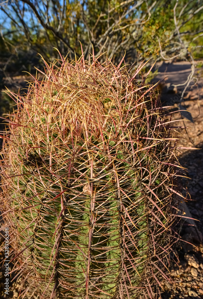 Cactus Ferocactus in the Phoenix Botanical Garden, Arizona, USA Cactus Ferocactus in the Phoenix Botanical Garden, Arizona, USA