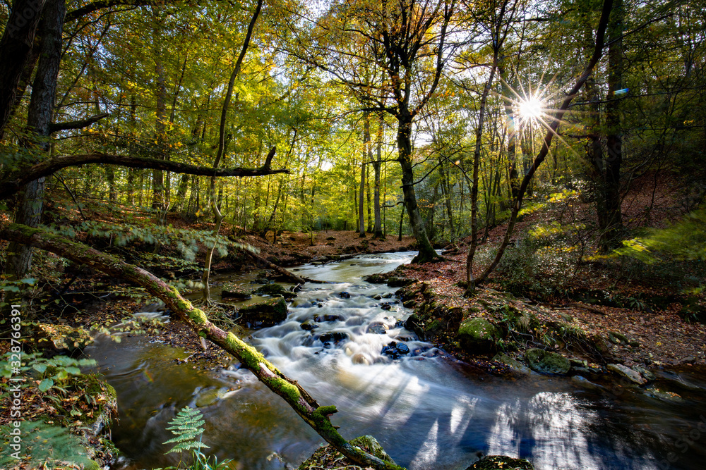 Woodland stream