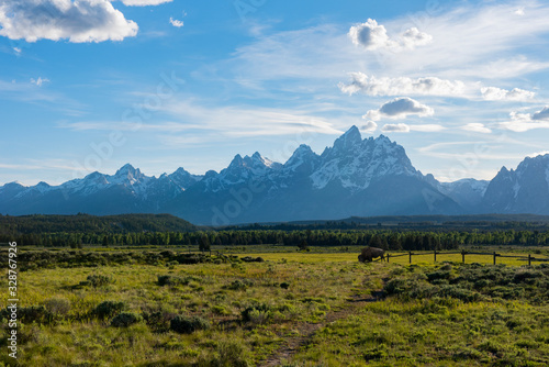 A lone bison grazing on open range near a fence with the blue Teton mountais in the backbround with a late afternoon sun