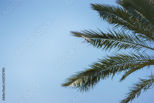 Green palm leaves against a clear blue sky. Traveling background concept. © Evgenii Starkov