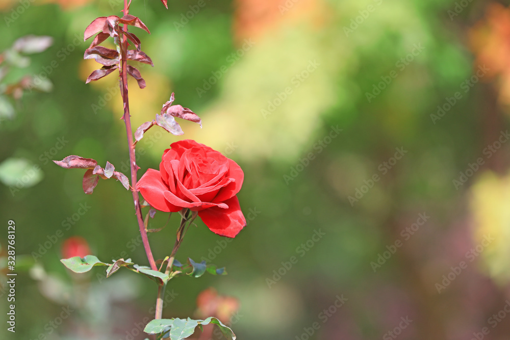 The blooming rose is in the garden The blooming rose is in the garden