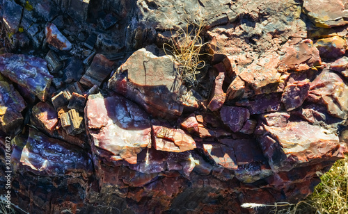 The trunks of petrified trees, multi-colored crystals of minerals. Petrified Forest National Park, Arizona