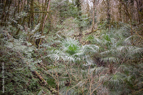 Relic forest consisting of yew and boxwood. Trees in the reserve. Moss on the branches. Natural background from the jungle. Natural niche. Old trees. Beauty of nature.