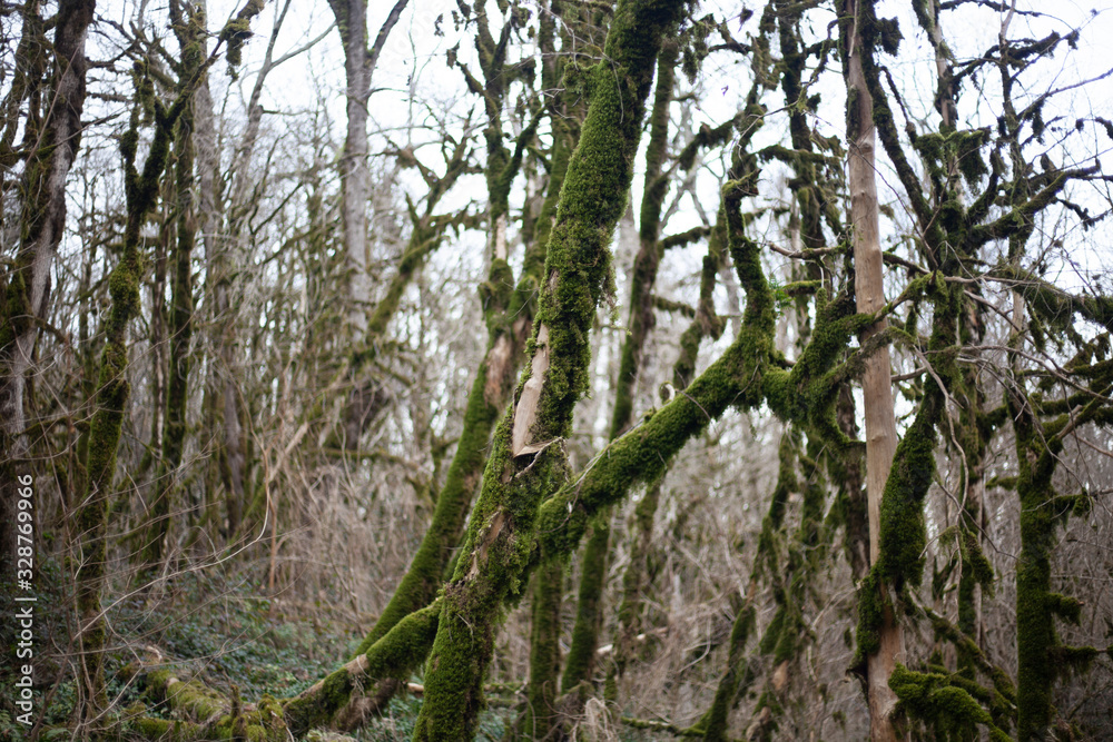 Relic forest consisting of yew and boxwood. Trees in the reserve. Moss on the branches. Natural background from the jungle. Natural niche. Old trees. Beauty of nature.
