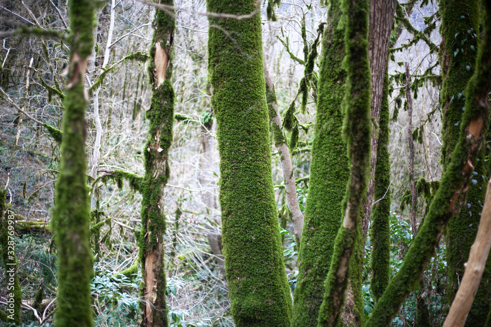 Fototapeta premium Relic forest consisting of yew and boxwood. Trees in the reserve. Moss on the branches. Natural background from the jungle. Natural niche. Old trees. Beauty of nature.