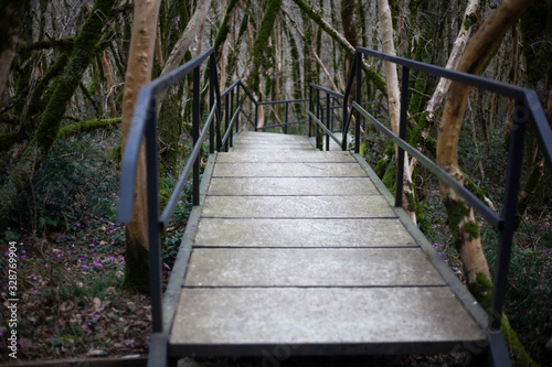 Trail for tourists in a nature reserve. Wildlife trail. Concrete path in the relict forest. A tourist route for a walk in an unknown place. Equipped lift.