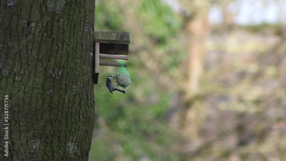 Little bird eating, Netherlands, March 2020 Little bird eating, Netherlands, March 2020