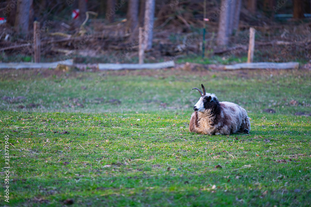 Jakob sheep lies  calmly on a meadow and relaxed