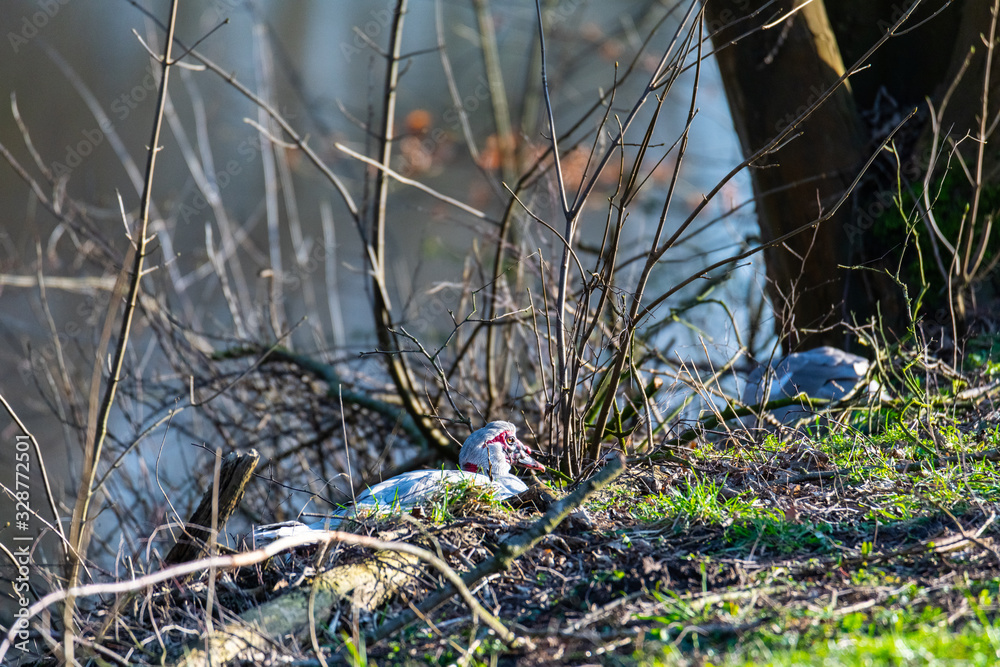 two warty ducks are on a small river in northern germany two warty ducks are on a small river in northern germany
