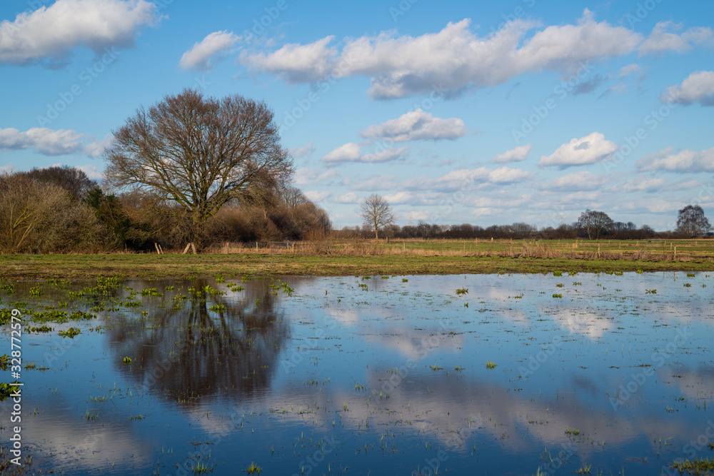 Fototapeta premium A tree is reflected in the water while clouds pass by the blue sky