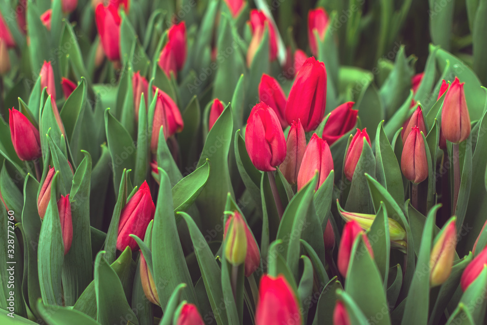 Buds of red tulips with fresh green leaves in soft lights at blur backgroun with place for your text. Buds of red tulips with fresh green leaves in soft lights at blur backgroun with place for your text.