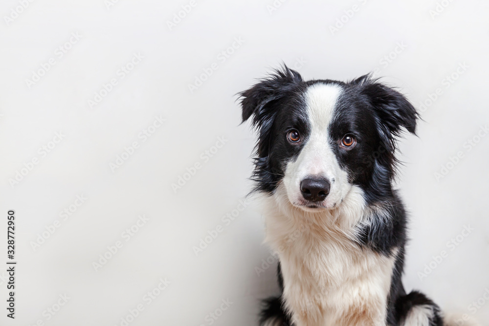 Funny studio portrait of cute smilling puppy dog border collie isolated on white background. New lovely member of family little dog gazing and waiting for reward. Funny pets animals life concept