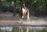 marwari horse near the water