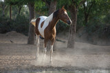 marwari horse in the field