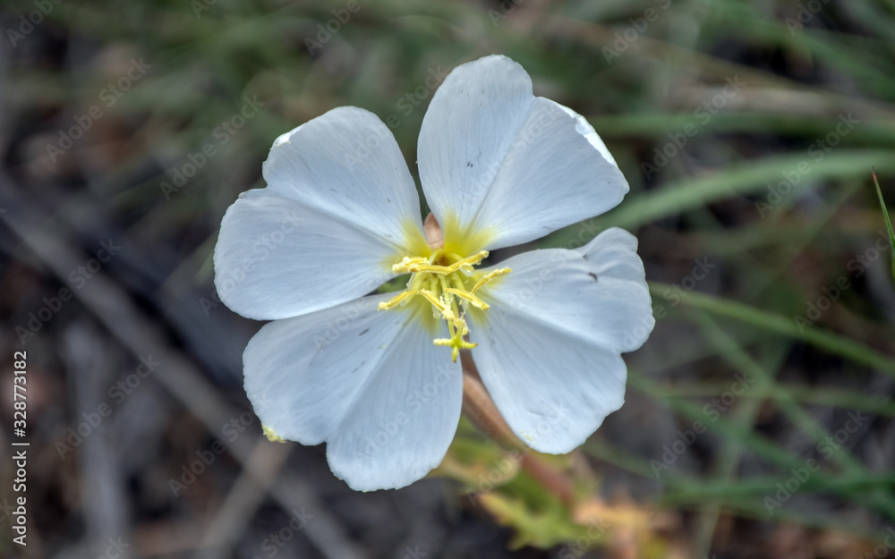 A pretty white wildflower with yellow center growing in Colorado with nice bokeh effect portrays a sense of purity.