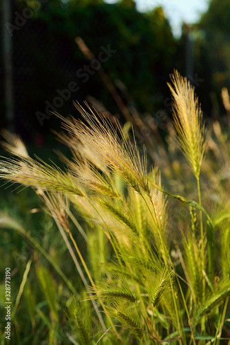 Meadow with feather grass illuminated in backlight, summer mood, selective focus
