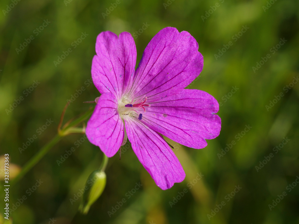 Close-up view of the nice summer purple flower - meadow crane's-bill or meadow geranium (Geranium pratense), selective focus, green blurred background Close-up view of the nice summer purple flower - meadow crane's-bill or meadow geranium (Geranium pratense), selective focus, green blurred background