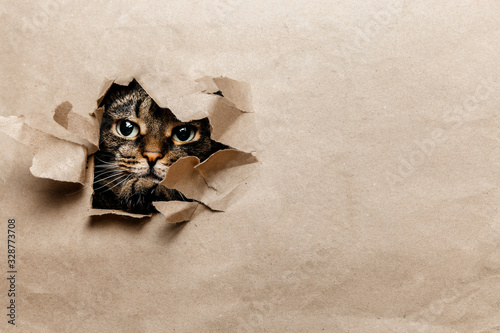 Photography The cat looks playfully through the torn paper.