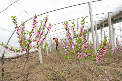 Female workers weeding in the peach garden, LUANNAN COUNTY, Hebei Province, China photo