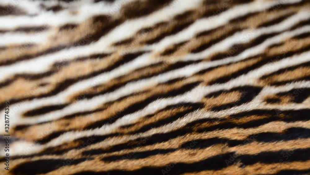feline fur background texture feline fur background texture