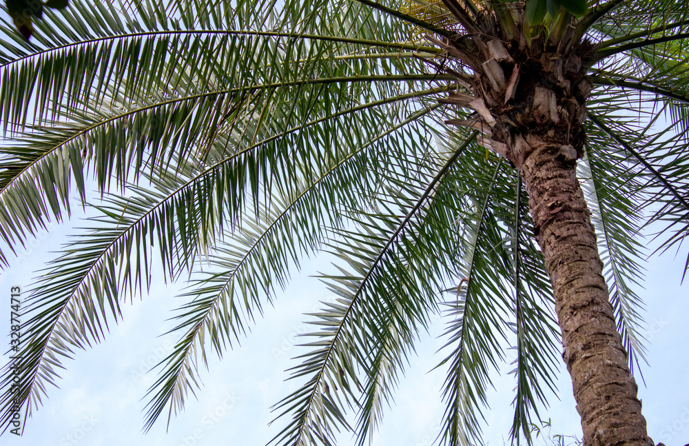 Fototapeta premium Florida palm tree