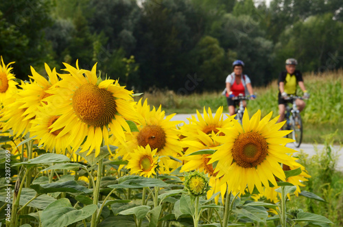 Ein Sonnenblumenfeld am Donauradweg mit Radfahrern im Hintergrund - A sunflower field on the Danube Cycle Path with cyclists in the background photo