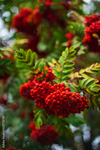 Bright red rowan berries on the branches of autumn trees in a city park. Nature. Сolors of autumn. City landscape in the fall season. Orange foliage and park in the city with a pond and walkways.