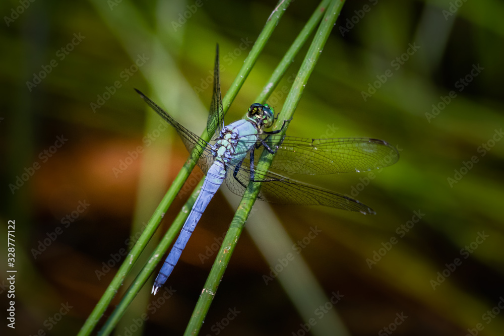 Dragonfly angles skyward Dragonfly angles skyward