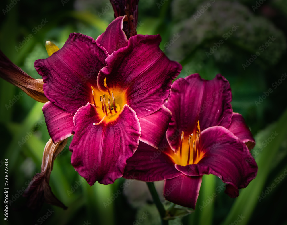 Fototapeta premium Crimson Day Lily