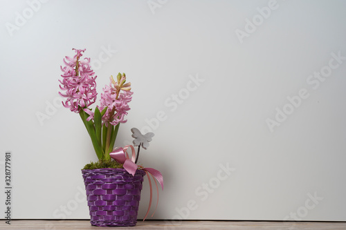 Floral composition with pink hyacinth. Spring flowers in purple vase on white background.