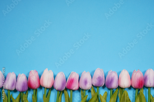 Multicolor tulips on blue background. Empty space for your design Image of spring flower. photo