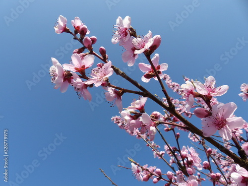 Zweige mit Blüten Weinbergpfirsich vor blauem Himmel