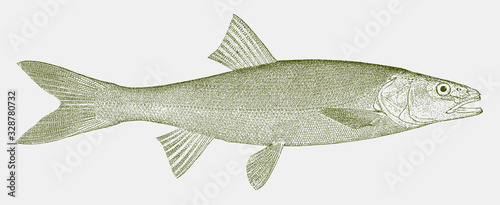 Northern pikeminnow or columbia river dace, ptychocheilus oregonensis, a fish native to northwestern north america in side view